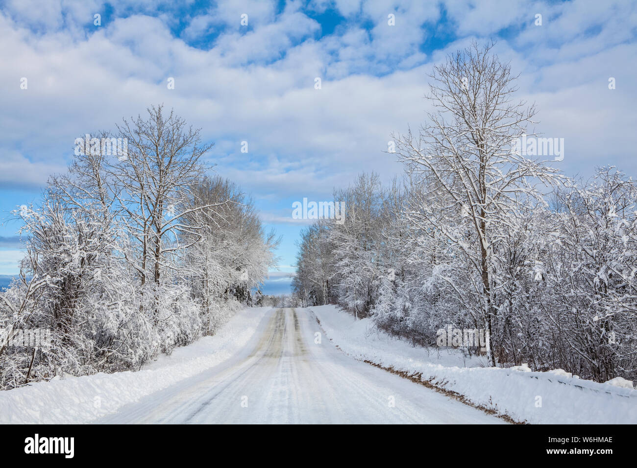 Country Road en invierno con árboles cubiertos de nieve; Thunder Bay, Ontario, Canadá Foto de stock