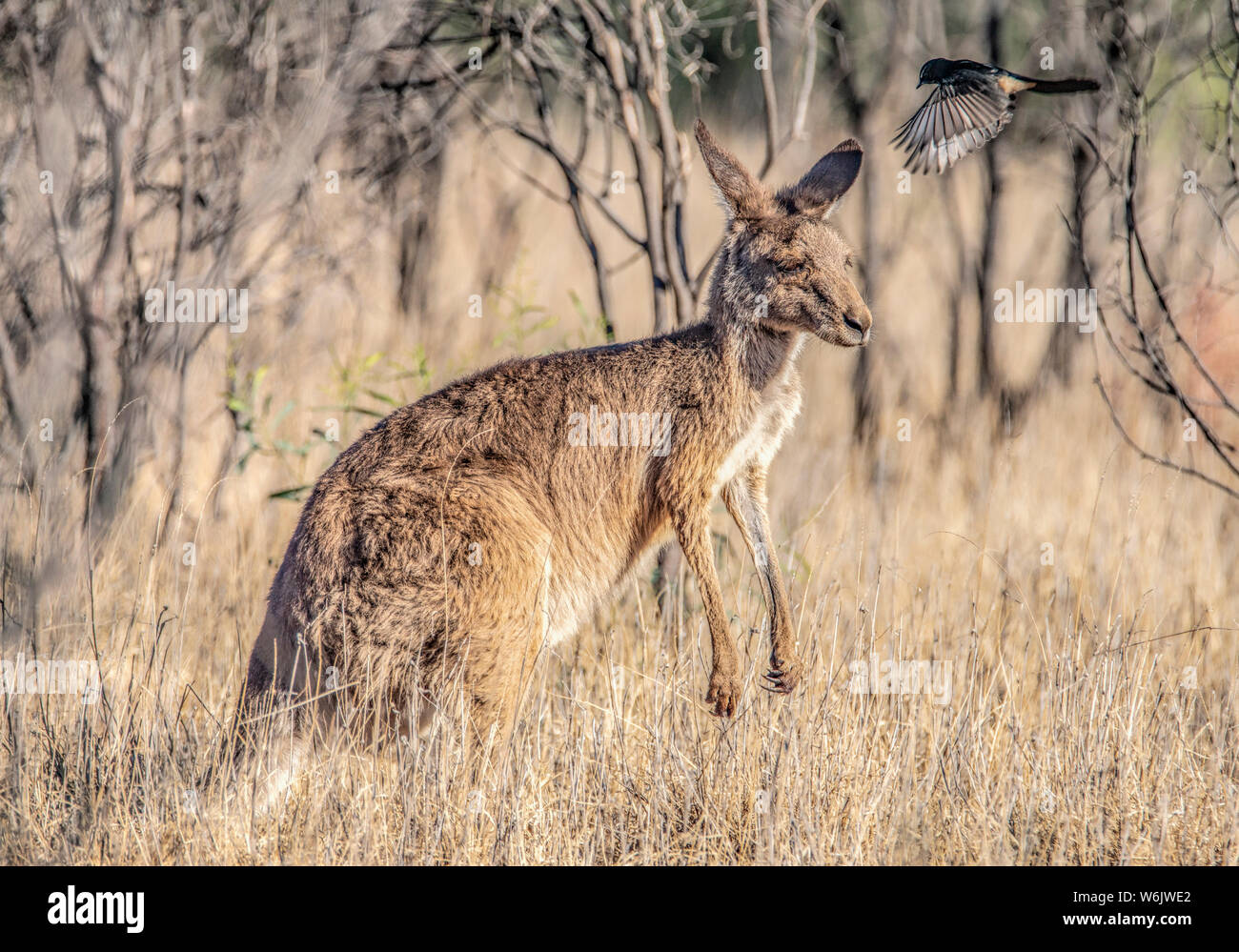 Un canguro gris siendo hostigado por Willy Wagtail bird Foto de stock