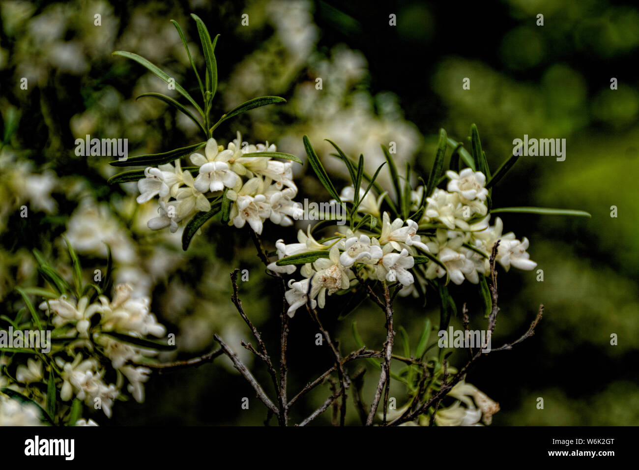 Primer plano de las flores de la Falsa Sándalo tomadas en el bosque australiano Foto de stock