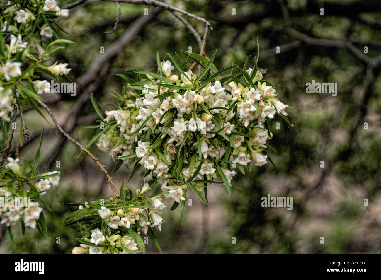 Primer plano de las flores de la Falsa Sándalo tomadas en el bosque australiano Foto de stock