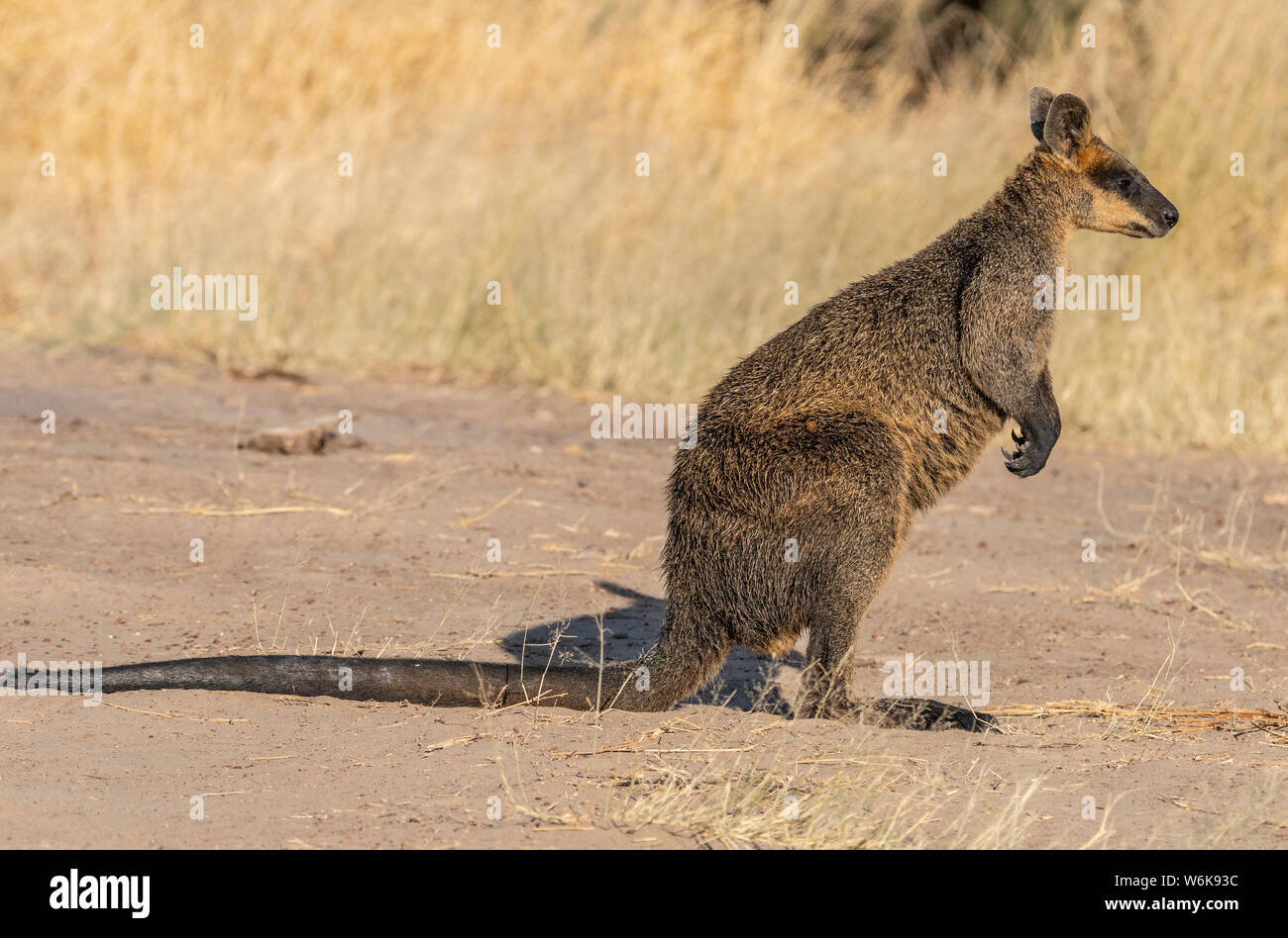 Un pantano Wallaby atrapado en el abierto contempla la posibilidad de permanecer put o saltar a la seguridad Foto de stock