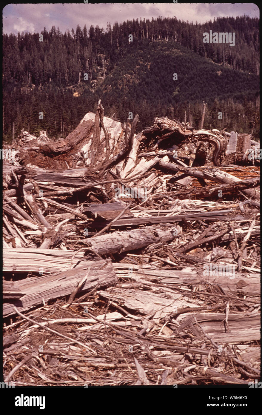 La Butte Creek Stream, antiguamente un lugar de desove del salmón fue arruinado por las prácticas forestales de la Oficina de Asuntos Indios SEGÚN Consultores Forestales, Dee Terry. La ladera en esta foto fue replantado con Abetos Douglas y la cicuta Foto de stock