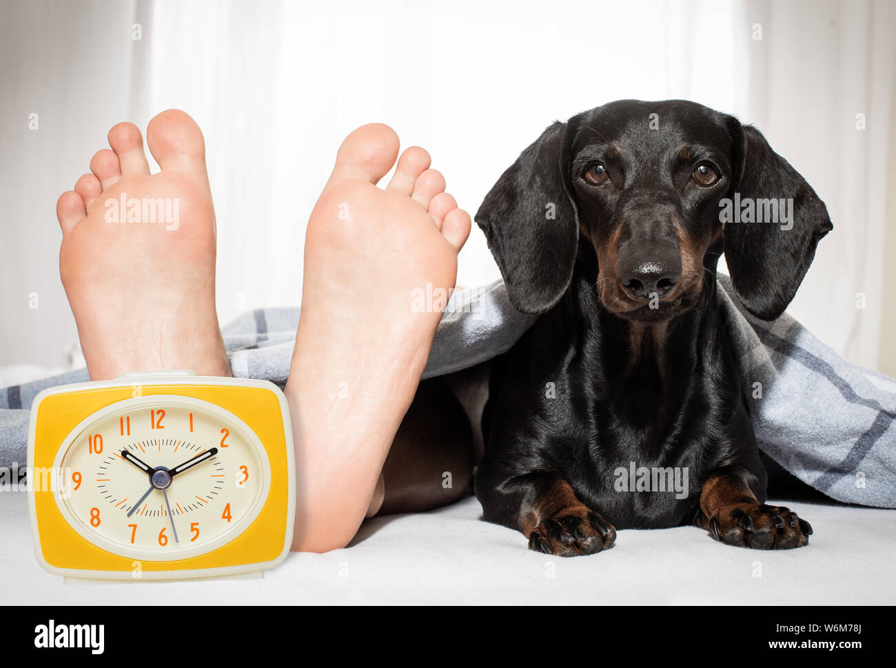 Bostezo teckel perro salchicha en la cama con el propietario bajo la cama  blanca manta hoja, con reloj alarma, muy temprano por la mañana Fotografía  de stock - Alamy