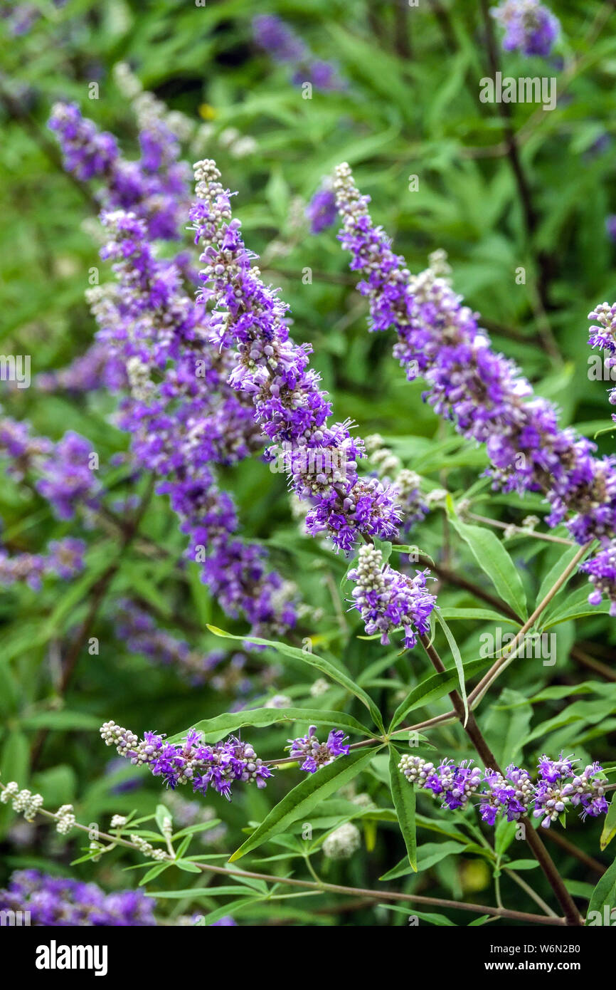 Agnocasto, Vitex agnus-castus, flores azules en junio de jardín Foto de stock