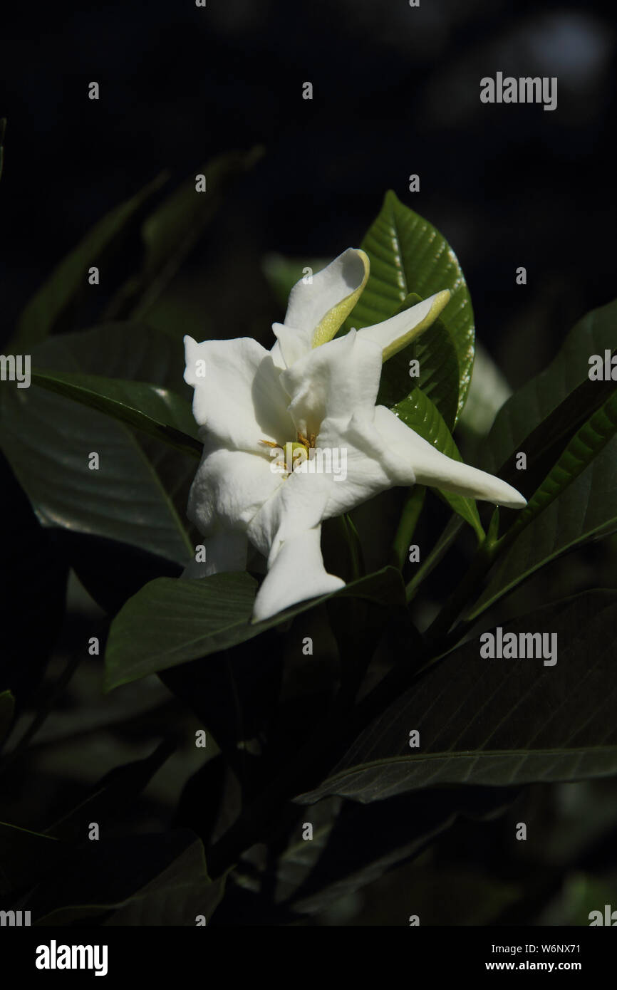 White gardenia fotografías e imágenes de alta resolución - Página 12 - Alamy