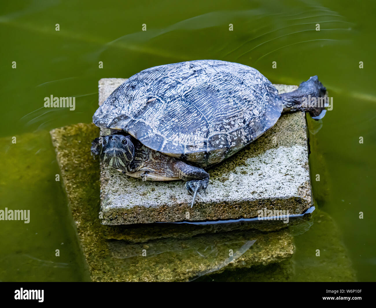 Un híbrido de tortuga de estanque japonés descansa sobre una plataforma en  un pequeño estanque en una Fotografía de stock - Alamy
