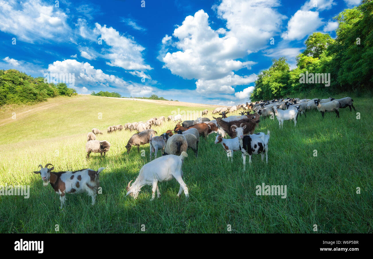 El pastoreo del ganado en un verde prado de verano en Hungría. Las ovejas, cabras y cordero en los pastos con bellas nubes cerca de Pannonhalma, Sokoro hills. Foto de stock