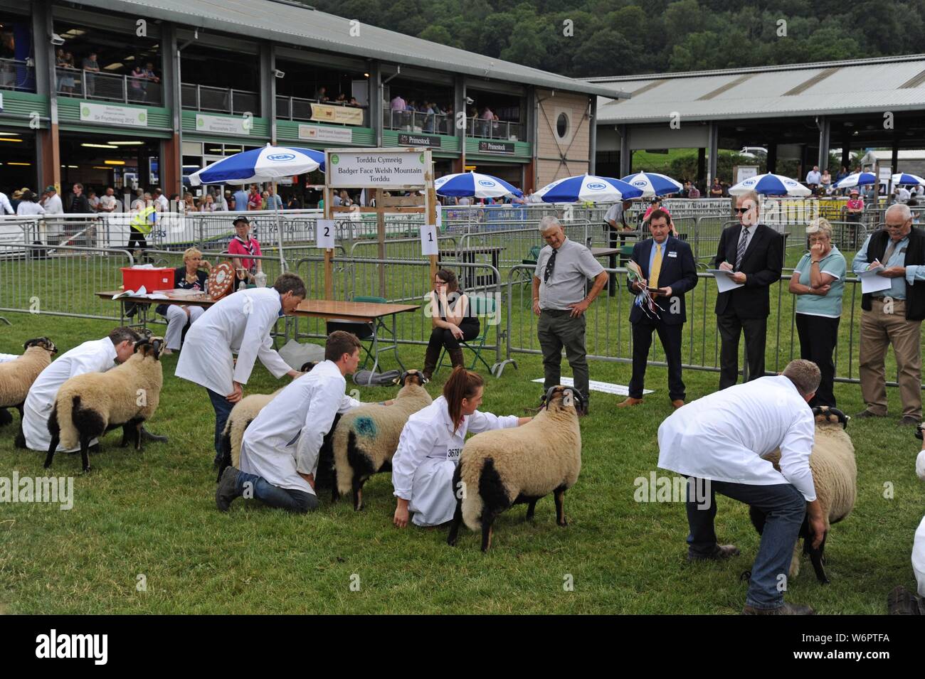 Badger cara ovejas siendo juzgados en el Royal Welsh Show 2019, Builth Wells Foto de stock