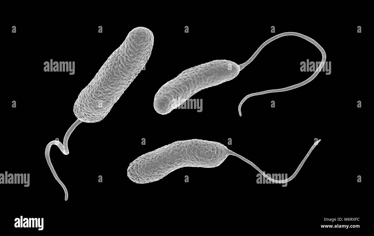 Ilustración del equipo Ideonella sakaiensis bacterias degradantes de plástico. I. sakaiensis fue descubierto en 2016 en los sedimentos cerca de una planta de reciclaje de botellas de plástico en Japón. Es capaz de utilizar el plástico de polietileno tereftalato (PET) como su principal fuente de energía. Para ello utiliza dos enzimas, PET hidrolasa (PETase) y MHETase MHET hidrolasa (PET), para convertir a ácido tereftálico (TPA) y glicol de etileno. Foto de stock