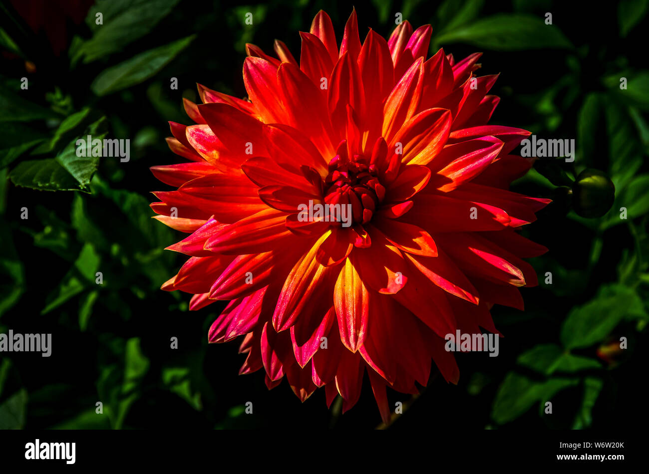 Colores intensos dalia flores Foto de stock