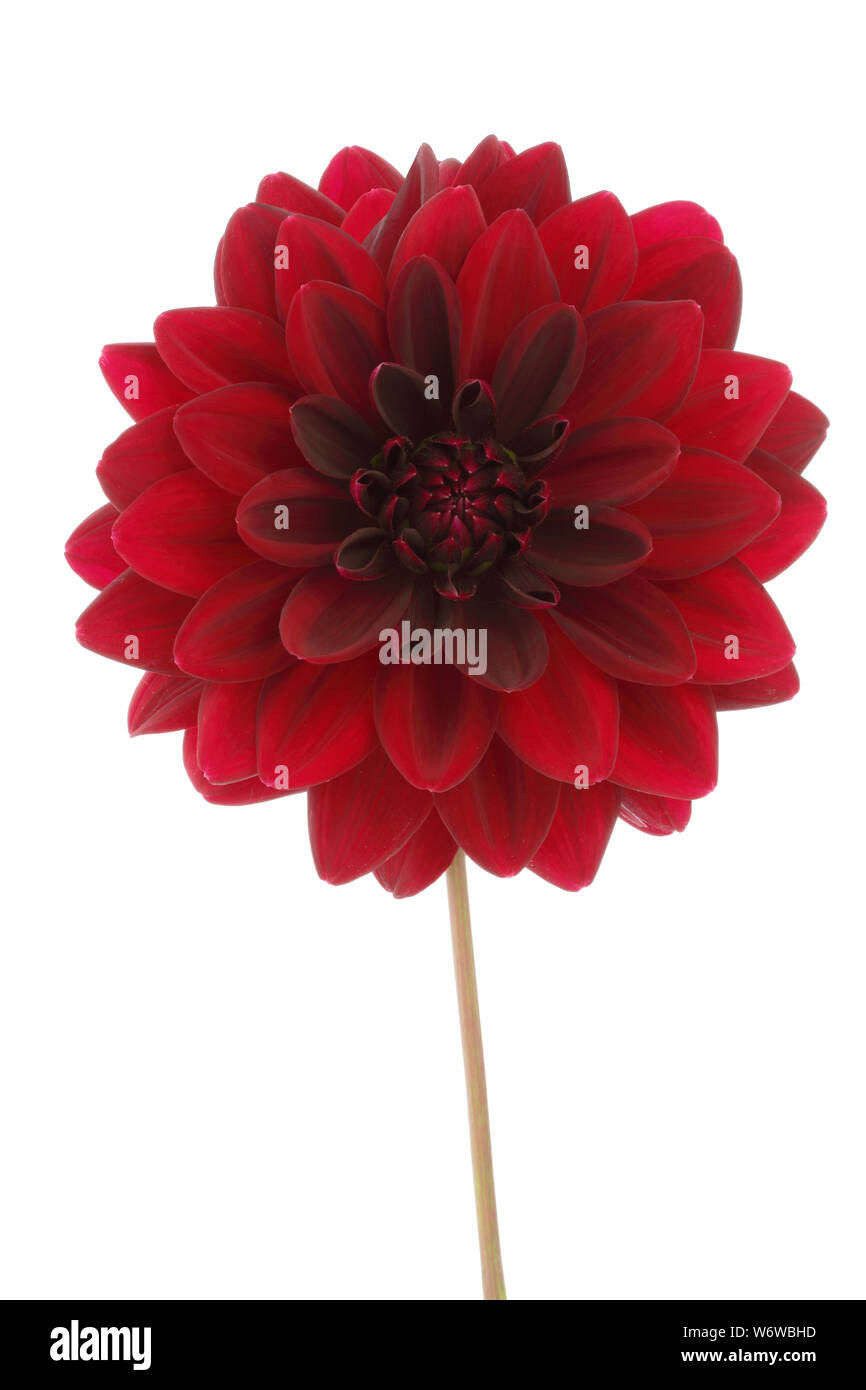 Dalia decorativa flor roja flor aislado en blanco con trazado de recorte Foto de stock