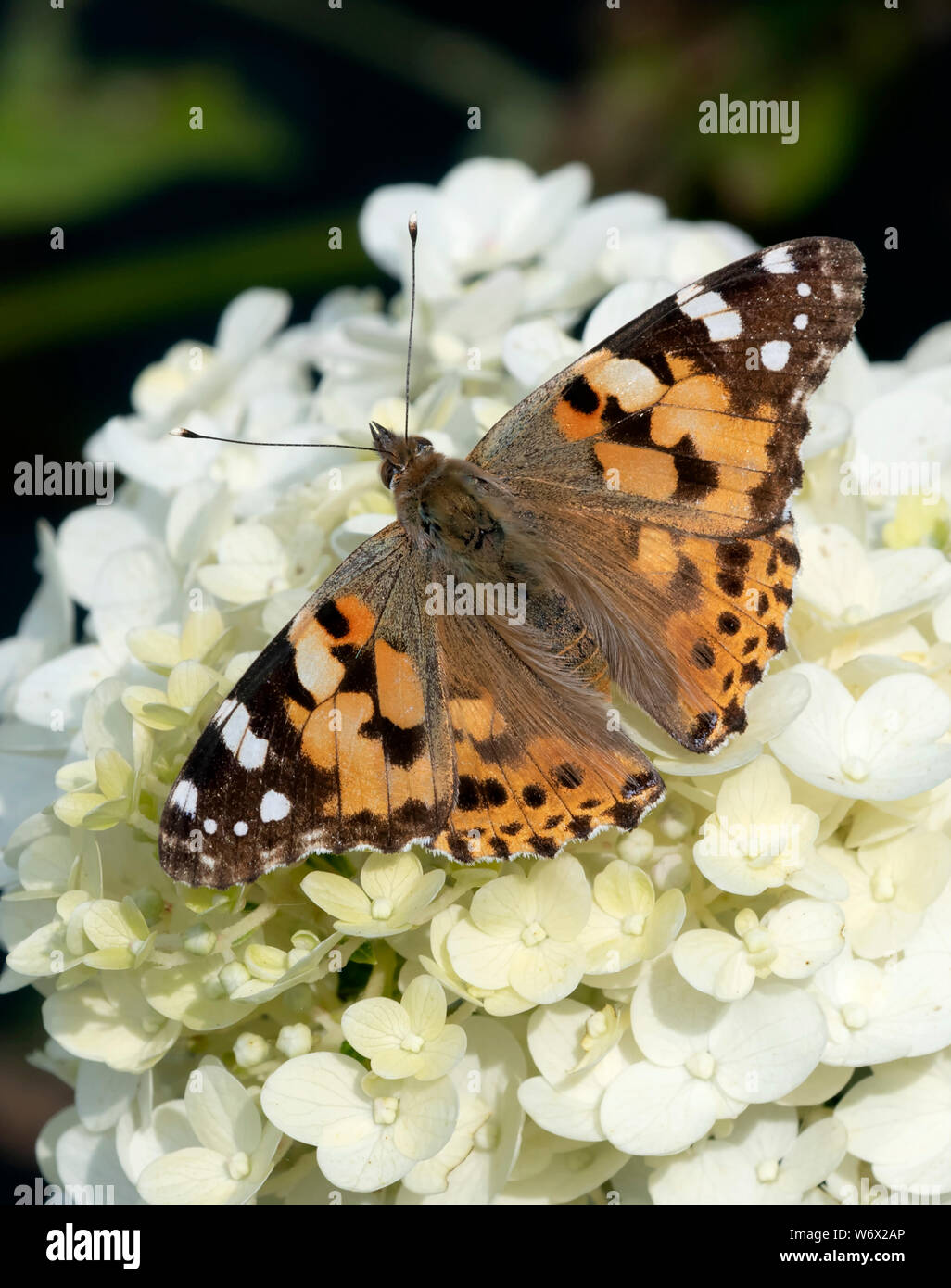 Painted Lady butterfly (Vanessa cardui) descansando con alas abiertas en un candelero Hydrangea flor Foto de stock
