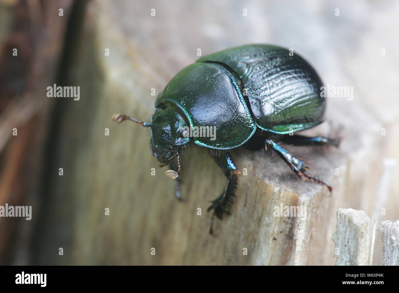 Anoplotrupes stercorosus, conocido como dor escarabajo, una especie de tierra-aburrido de los escarabajos Foto de stock