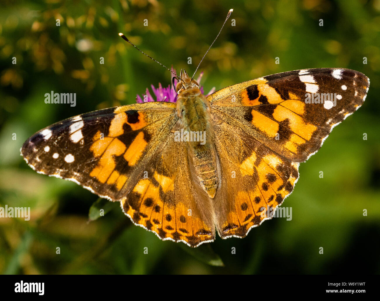 De cerca una Painted Lady butterfly como bebidas mala hierba néctar de una flor. (UK) Foto de stock