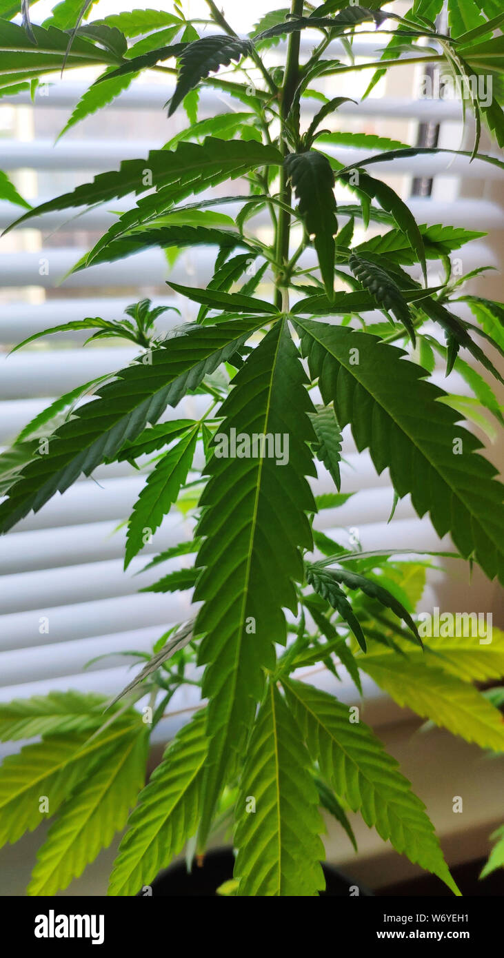 Cierre de la planta de marihuana o cannabis, la maleza en potes en casa  sobre el alféizar de la ventana de la casa en el fondo de las persianas, el  enfoque selectivo