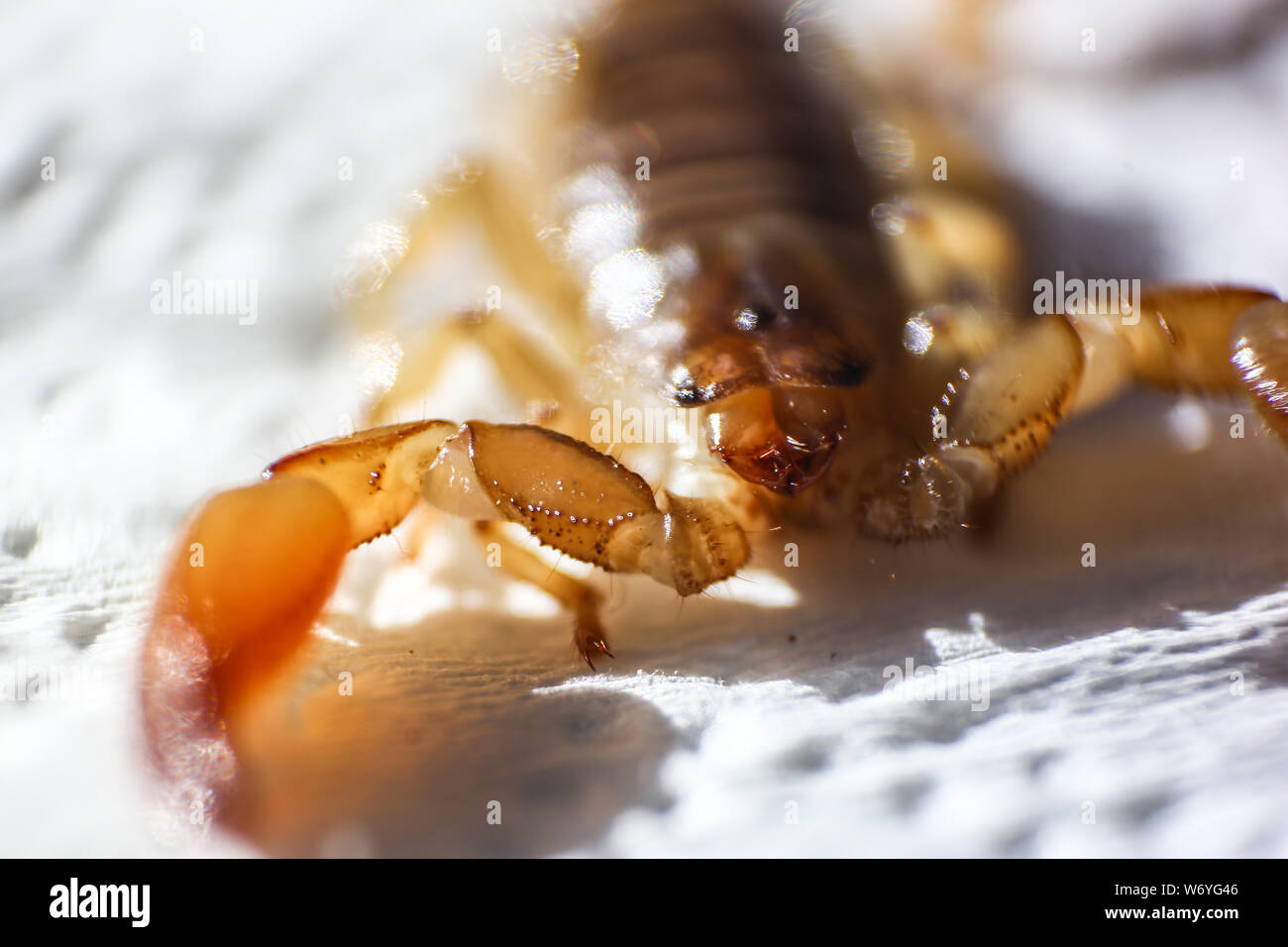 Escorpion Fotos E Imagenes De Stock Alamy