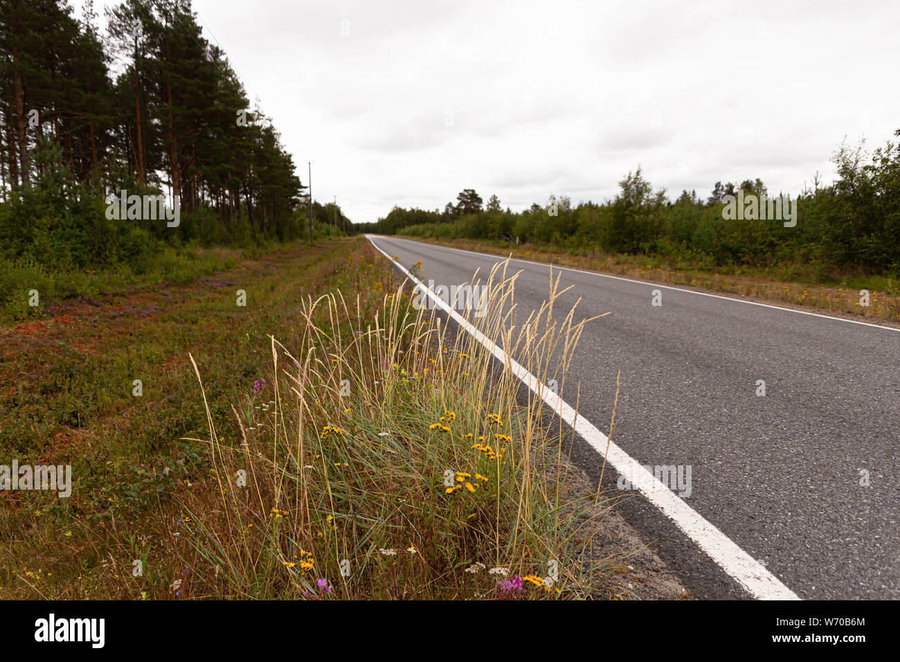 Hailuoto tiene las mismas plantas como el paseo al lado de la carretera, la isla de Hailuoto,Norte de Ostrobotnia, Finlandia Foto de stock
