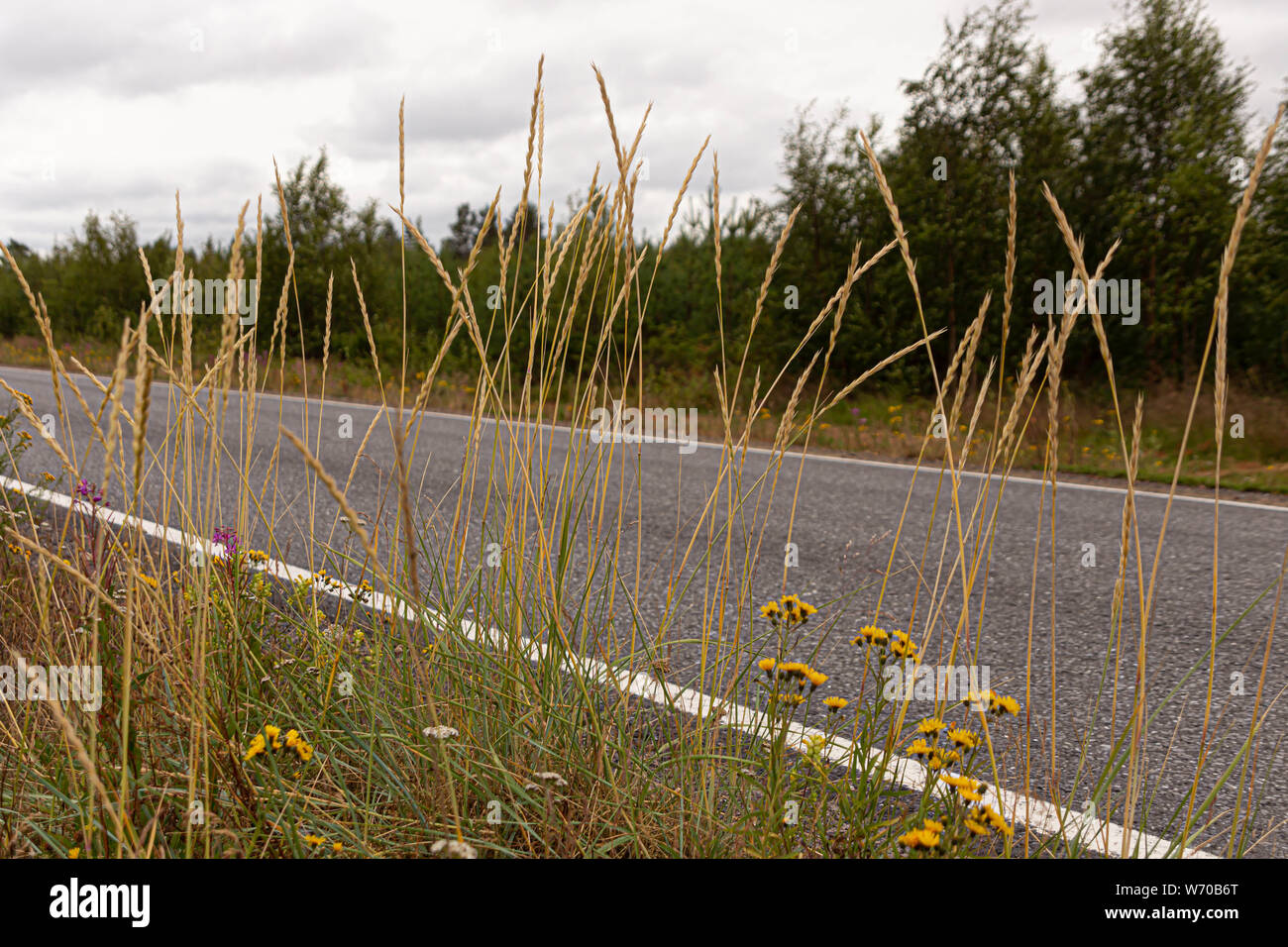 Hailuoto tiene las mismas plantas como el paseo al lado de la carretera, la isla de Hailuoto,Norte de Ostrobotnia, Finlandia Foto de stock