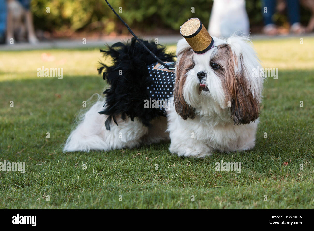 Un Shih Tzu viste un traje de chica de cigarrillos en un concurso de  disfraces de mascotas Fotografía de stock - Alamy