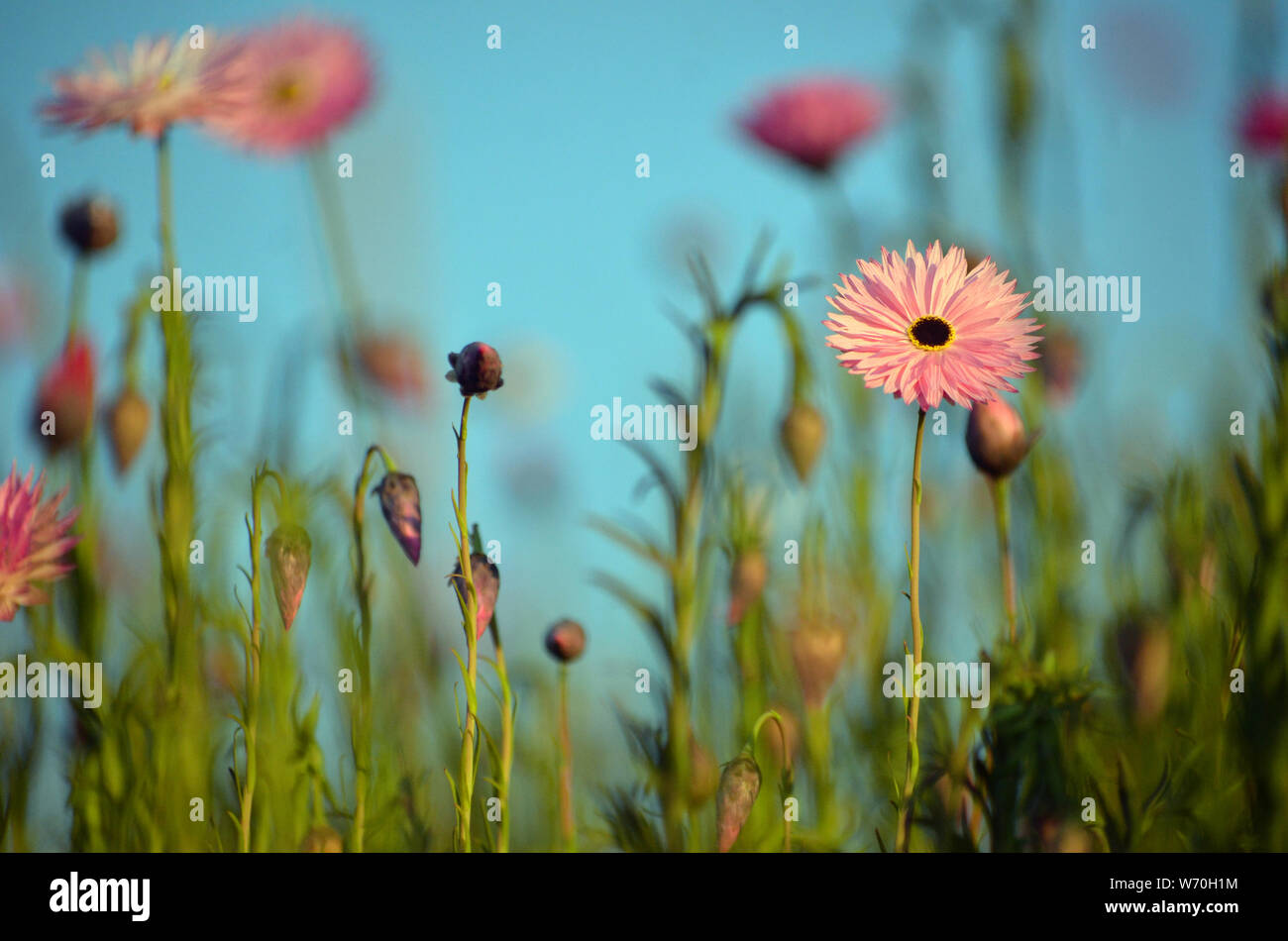 Muelle de fondo australiano de rosa Margarita eterna pradera bajo un cielo  azul. También conocido como strawflowers y margaritas de papel Fotografía  de stock - Alamy