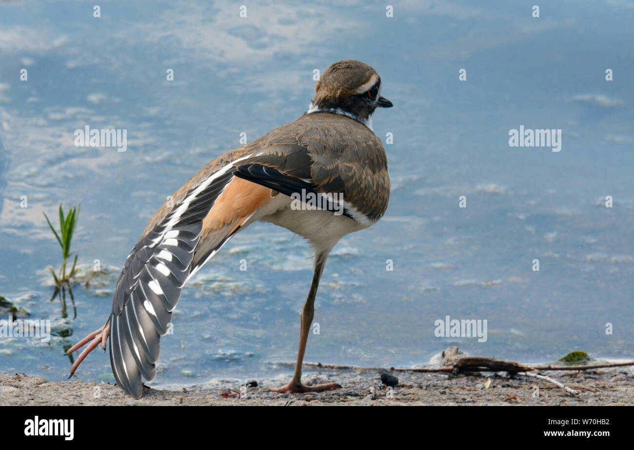 Kildeer Charadrius vociferus pájaro o estirando el ala por el borde del lago Foto de stock