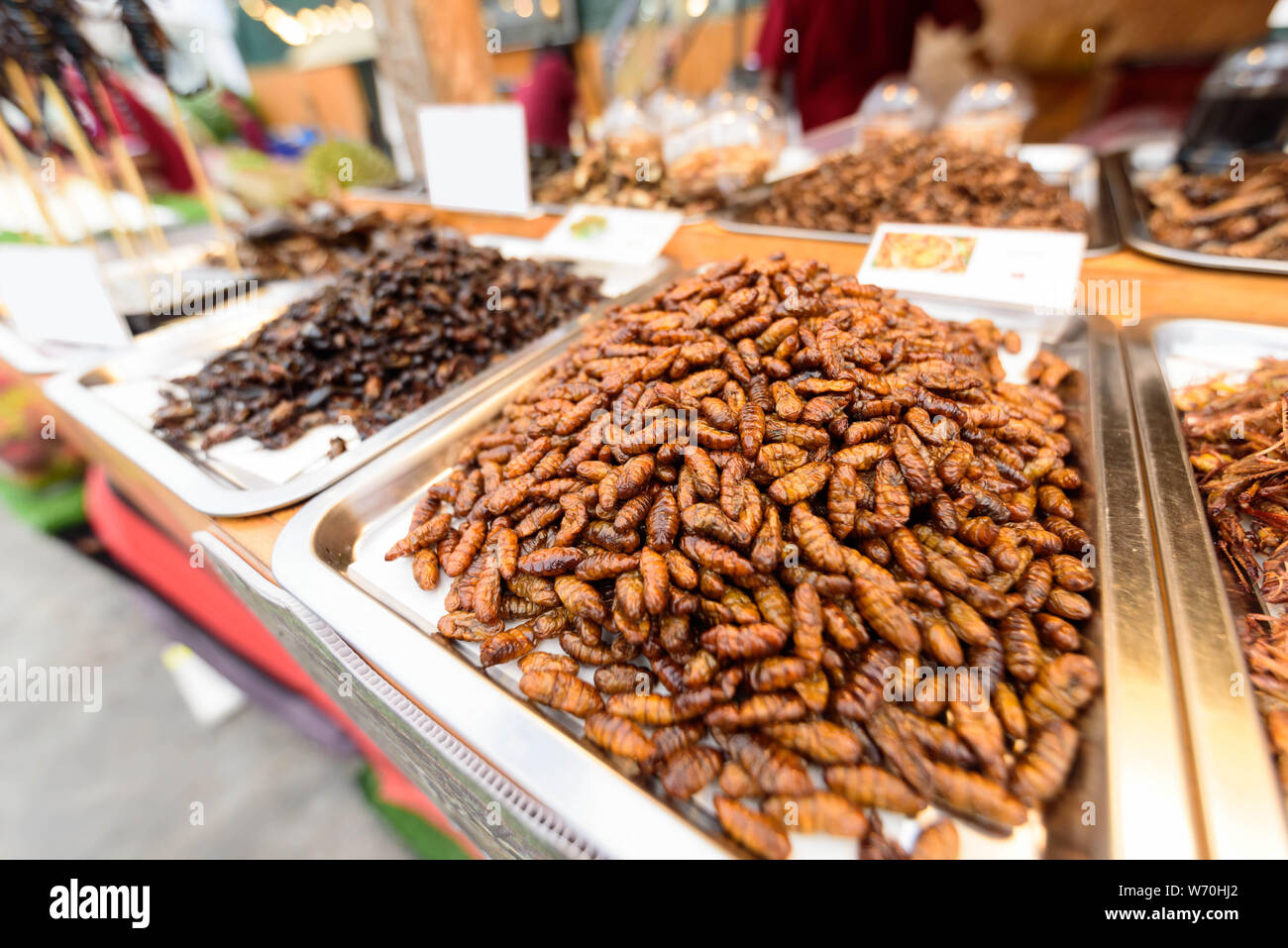 Un montón de escarabajos gusanos fritos en la bandeja Foto de stock