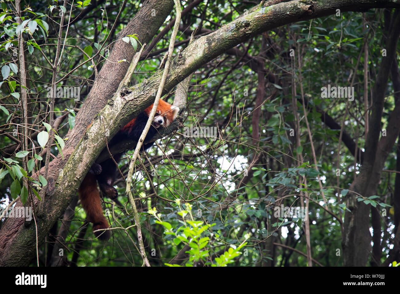Panda rojo en el árbol en Chengdu, China Foto de stock
