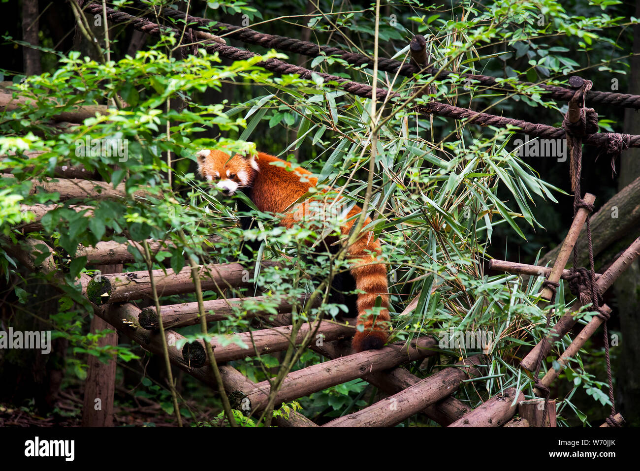 Panda rojo de bebé en la ciudad de Chengdu en China Foto de stock