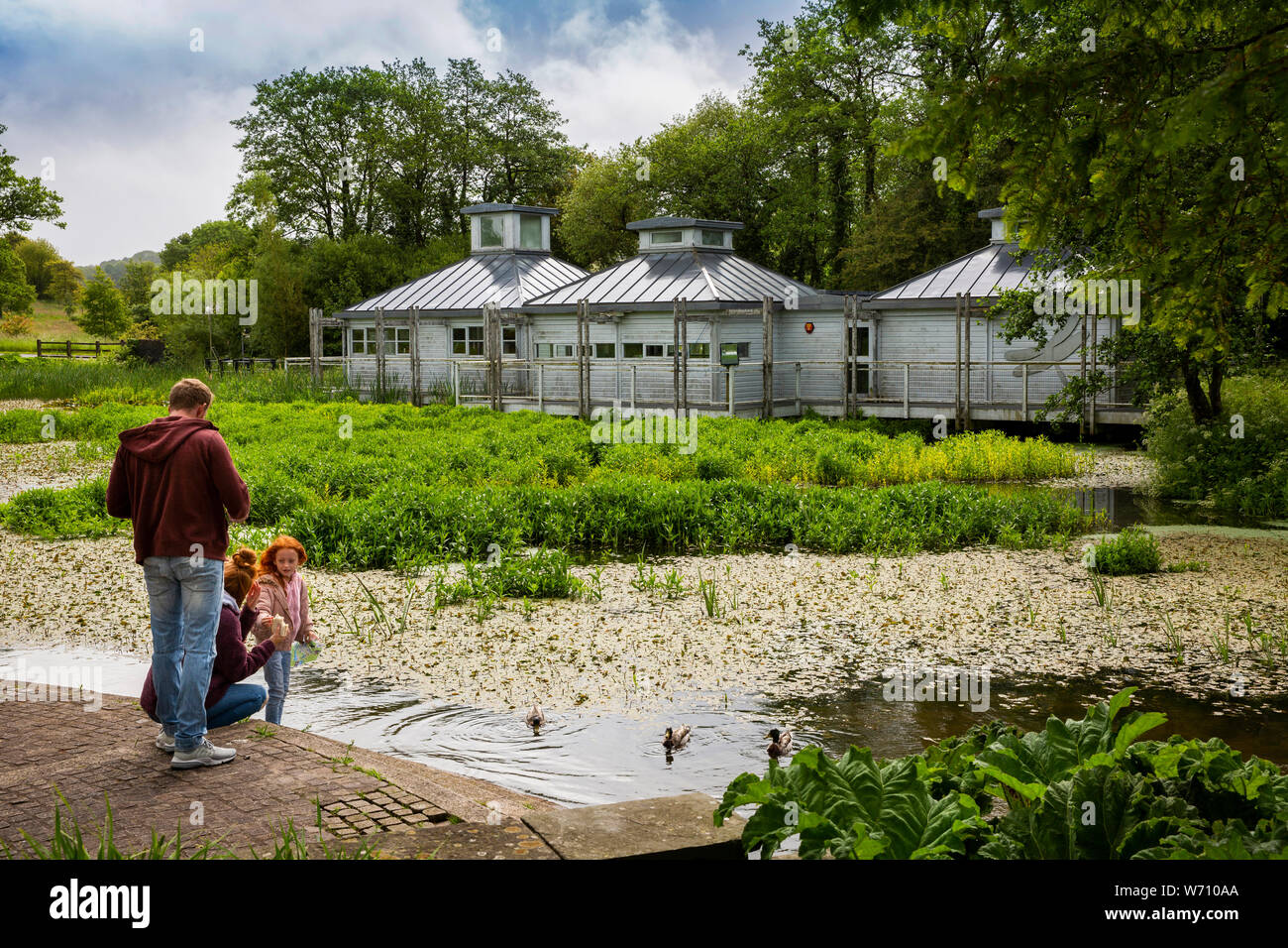 Carmarthenshire, Gales, Reino Unido, Llanarthney, Jardín Botánico Nacional de Gales, a través de Pwll Aqualab yr Ardd pond, la alimentación de la familia de patos Foto de stock