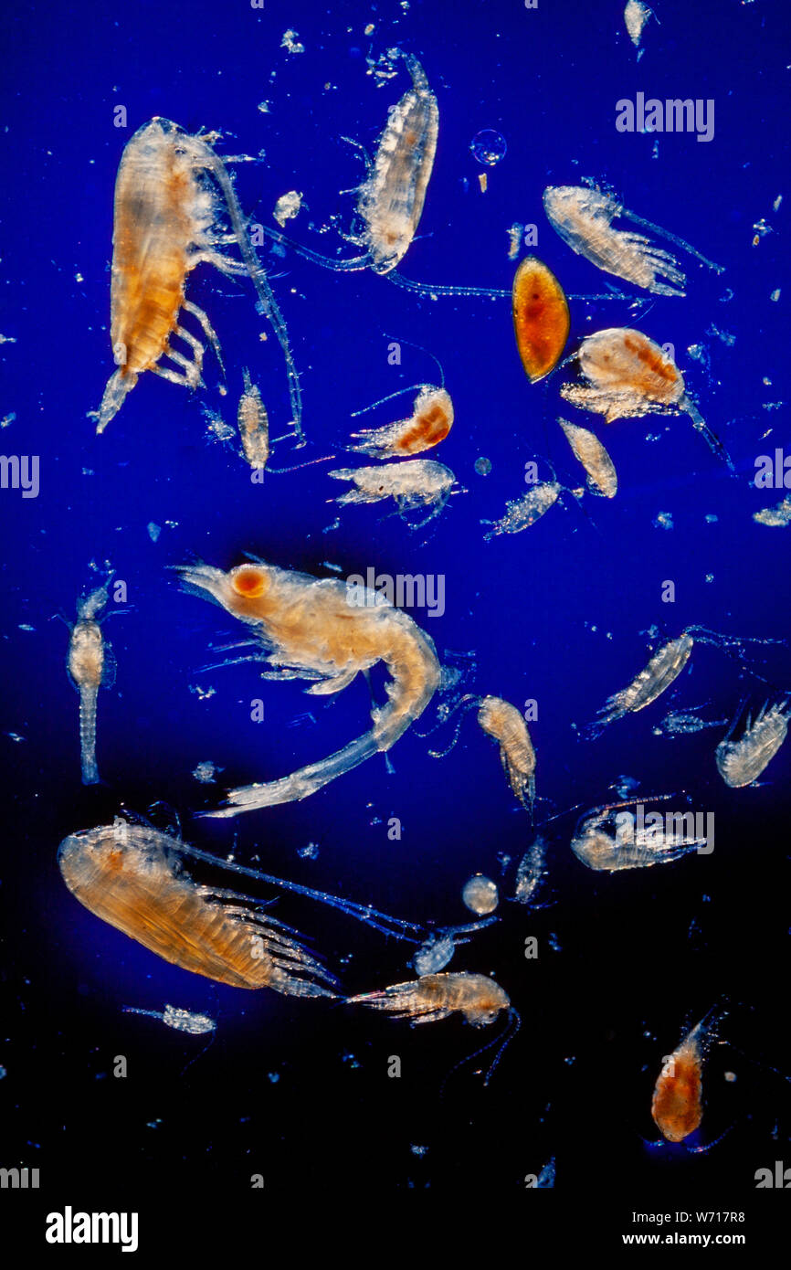 Zooplancton marino, diversa variedad de estadios larvales, fondo azul Foto de stock