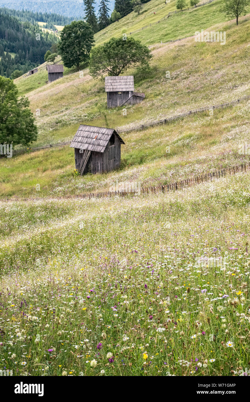 Flores silvestres en los campos cerca de Moldovița, Bucovina, al norte de Rumania, donde el heno es cortado a mano y no se usan los herbicidas Foto de stock