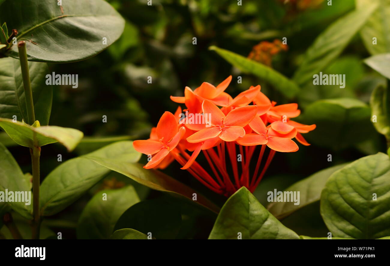 Blooming naranja ixora o los picos de flor en el jardín, el enfoque  selectivo Fotografía de stock - Alamy