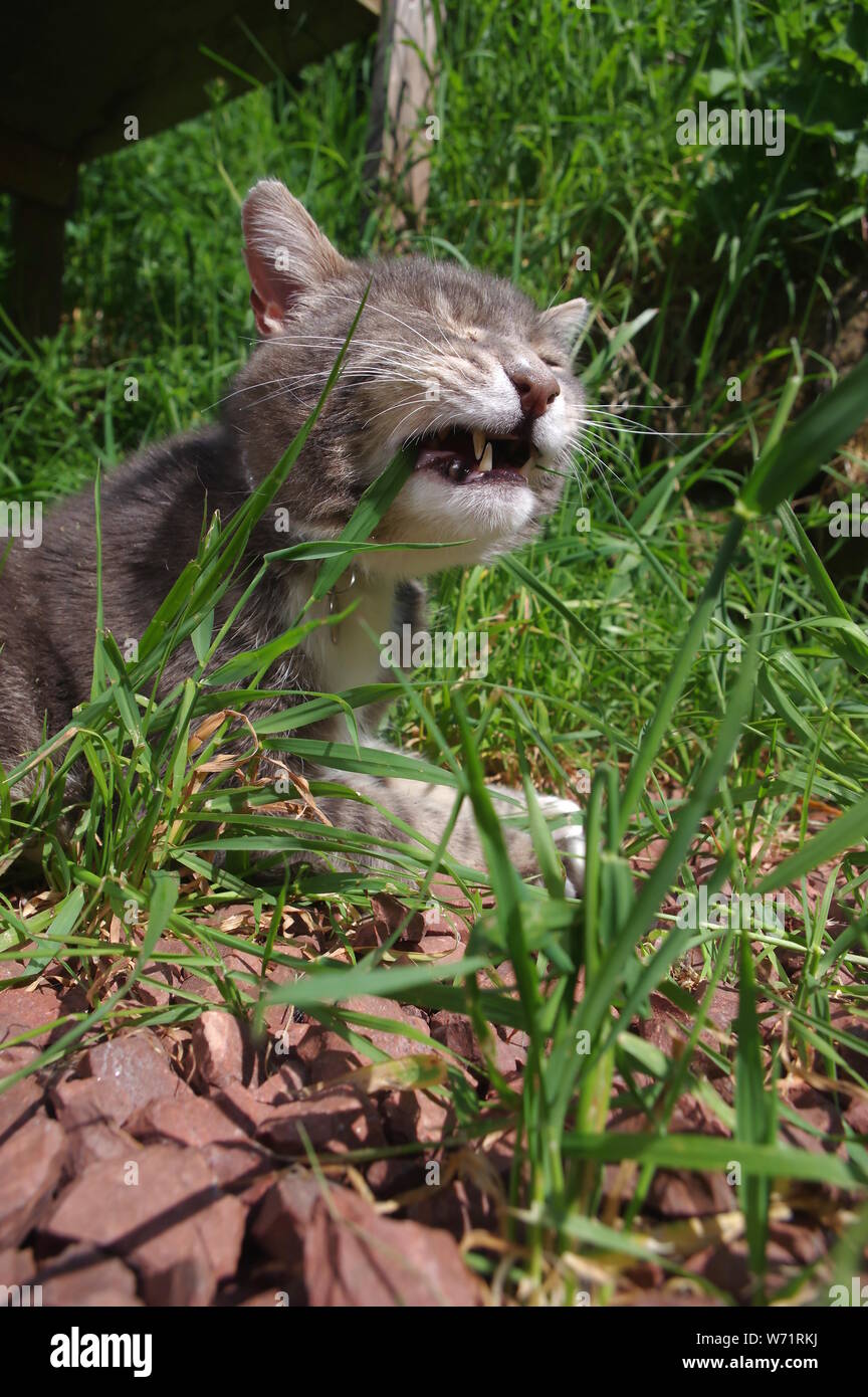 Gato atigrado comiendo hierba Foto de stock