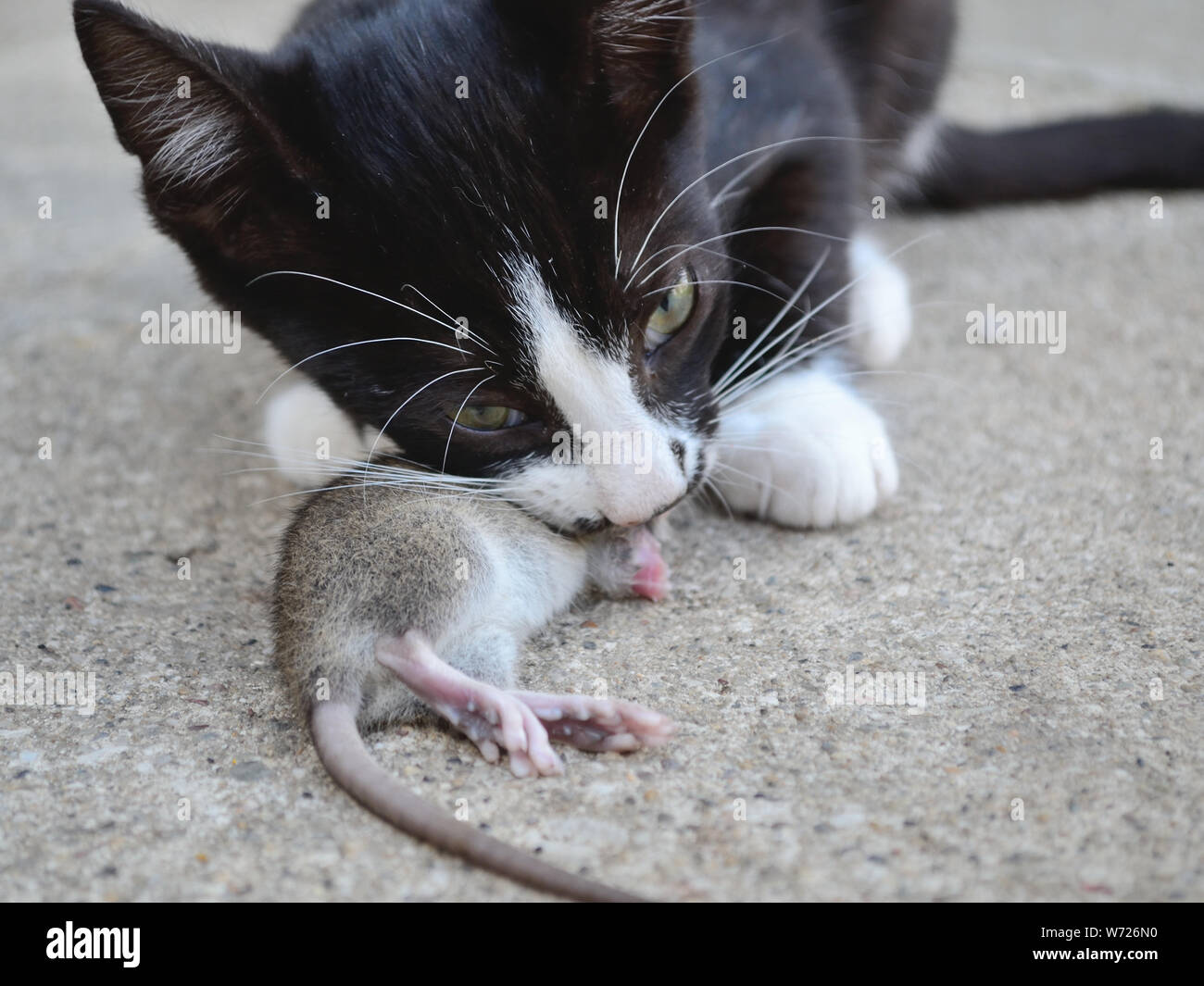 gatito de 3 meses comiendo rata joven. Cadena alimenticia animal, Felis catus Foto de stock