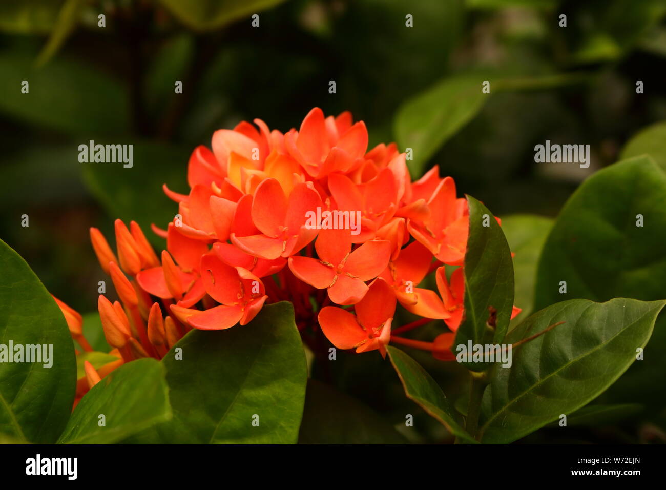 Fondo de pantalla de flor de naranja fotografías e imágenes de alta  resolución - Página 5 - Alamy