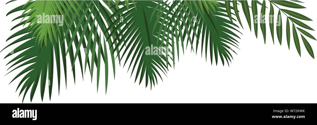  Icono de hojas tropicales. Caricatura de hojas tropicales icono vectoriales para diseño web aislado sobre fondo blanco Imagen Vector de stock