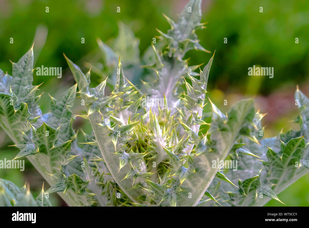 Vista de cerca de una planta verde con espinas en sus hojas en un día  soleado Fotografía de stock - Alamy