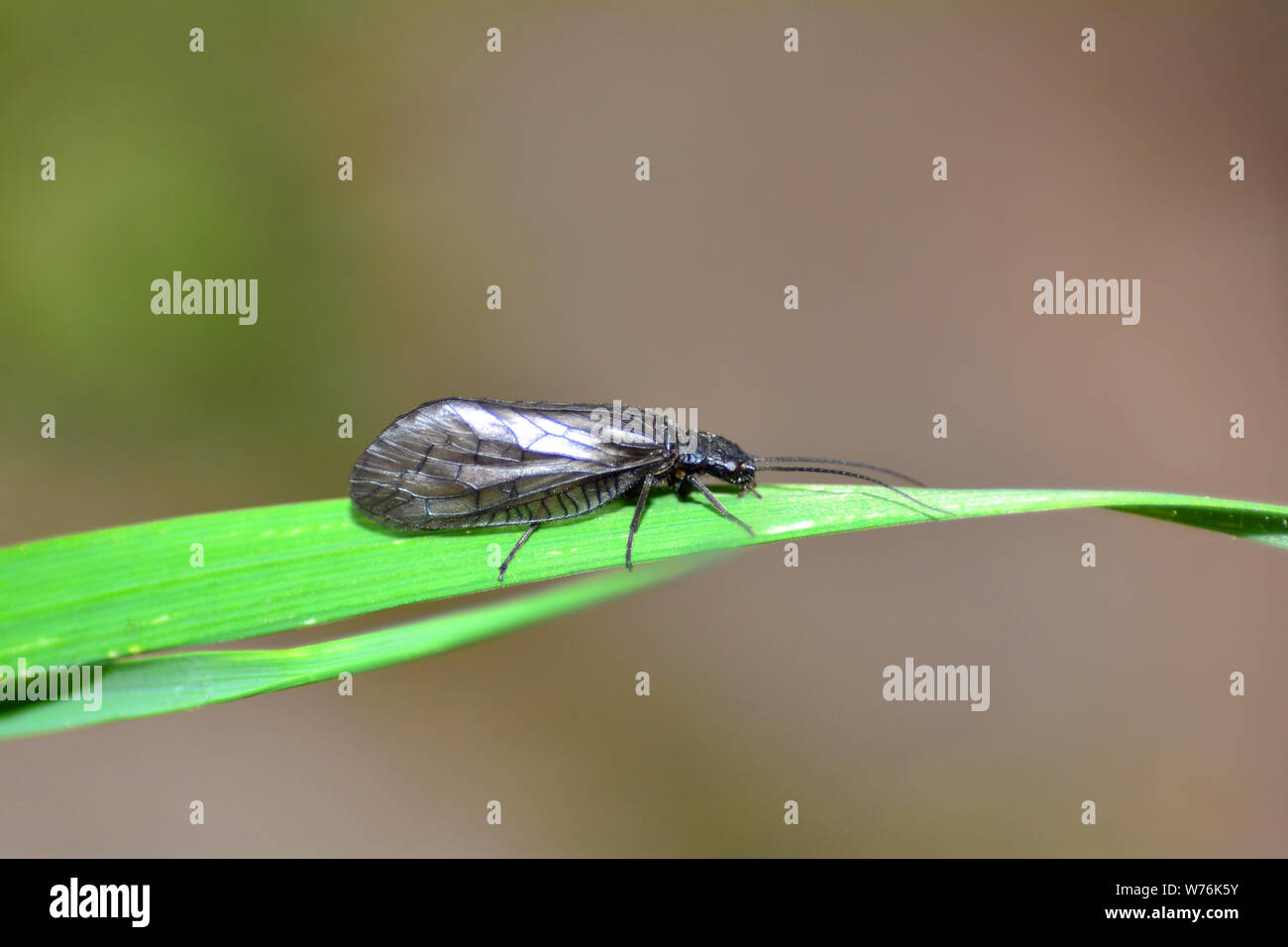 Barro fly - fly ( agua común Sialis lutaria ) en hoja de hierba en la naturaleza, con espacio de copia Foto de stock