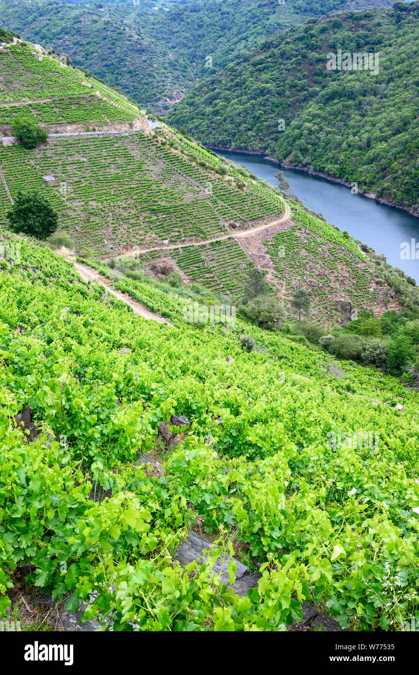 Viñas por encima del río Sil, en la Ribeira Sacra, cerca de una región vinícola de Teixeira en la frontera entre las provincias de Orense y Lugo, Galicia, España Foto de stock