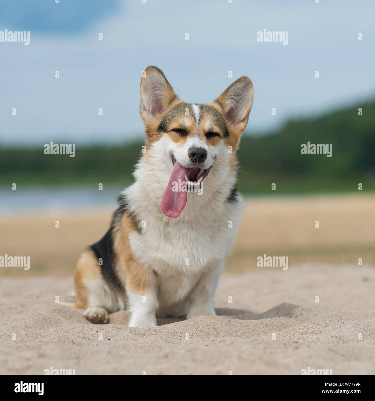 Welsh Corgi pembroke perro en la arena de la playa, relajarse y tomar el sol en verano, Belarús, Lake Shore Braslaw Foto de stock