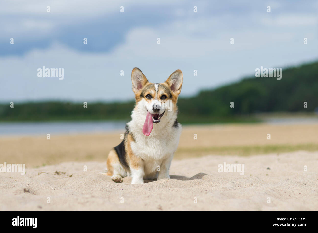 Welsh Corgi pembroke perro en la arena de la playa, relajarse y tomar el sol en verano, Belarús, Lake Shore Braslaw Foto de stock