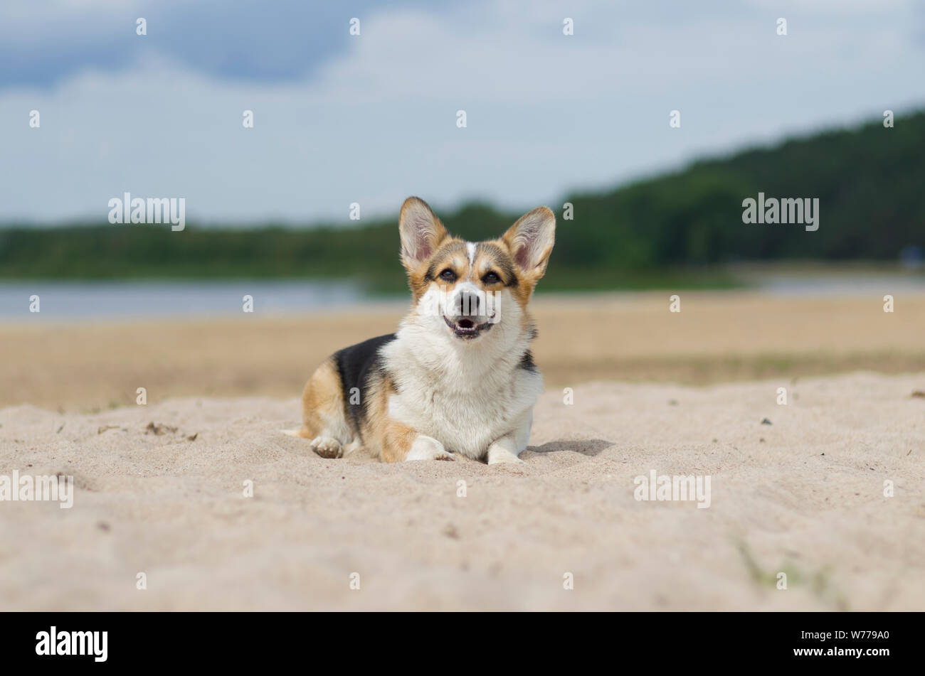 Welsh Corgi pembroke perro en la arena de la playa, relajarse y tomar el sol en verano, Belarús, Lake Shore Braslaw Foto de stock
