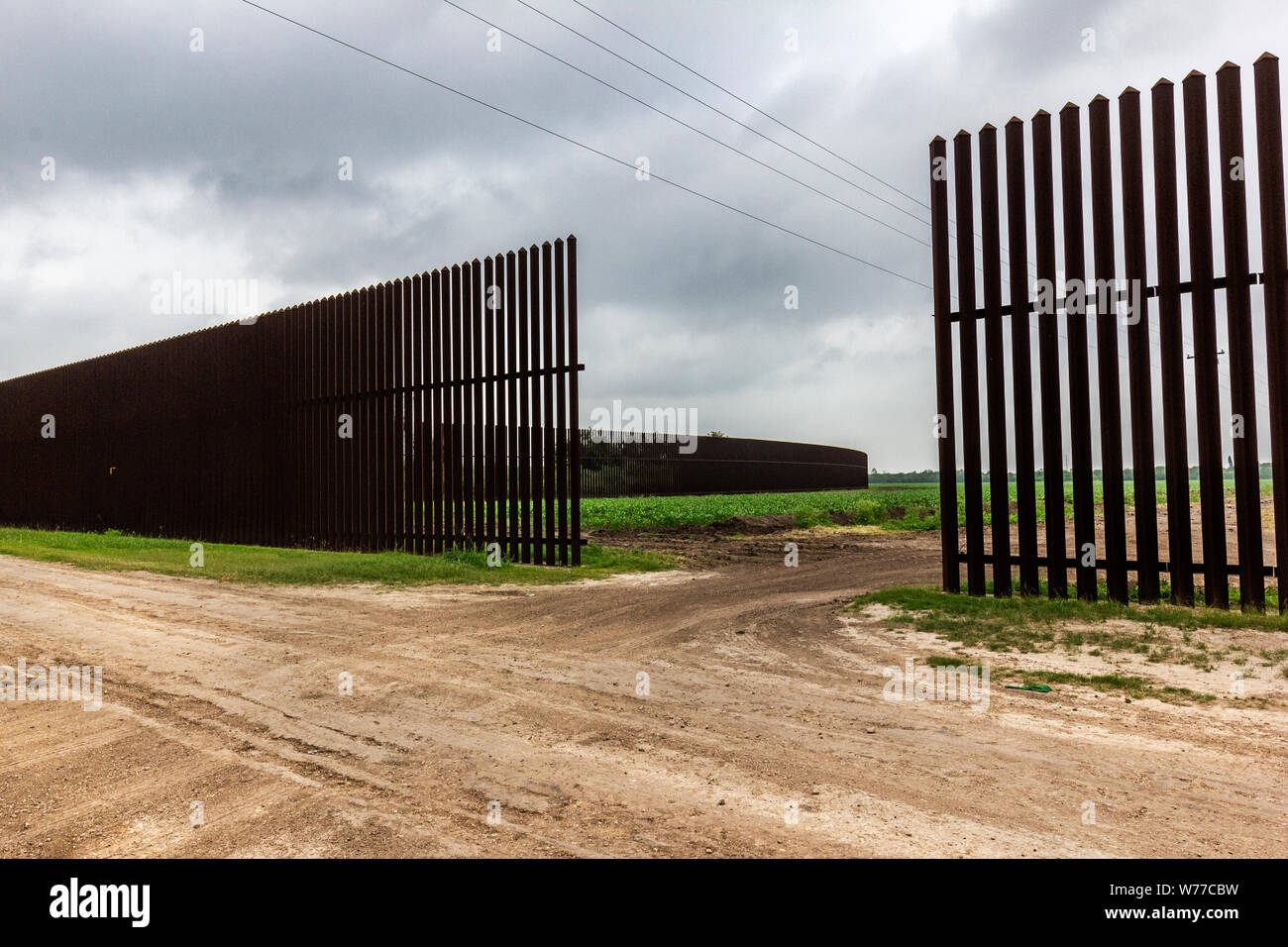 Tallos jóvenes crecer en un campo cercano a una sección de la valla
