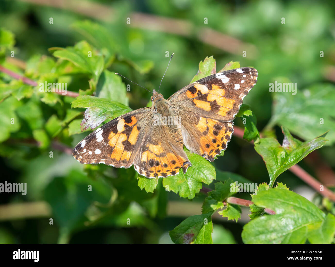 Painted Lady butterfly (Vanessa cardui) descansando con alas. Foto de stock