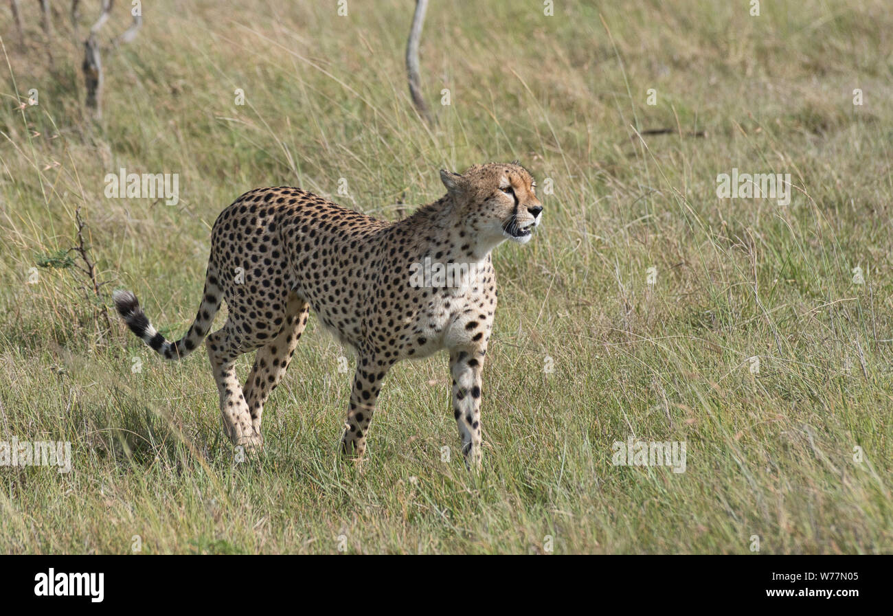 Macho guepardo (Acinonyx jubatus) Foto de stock