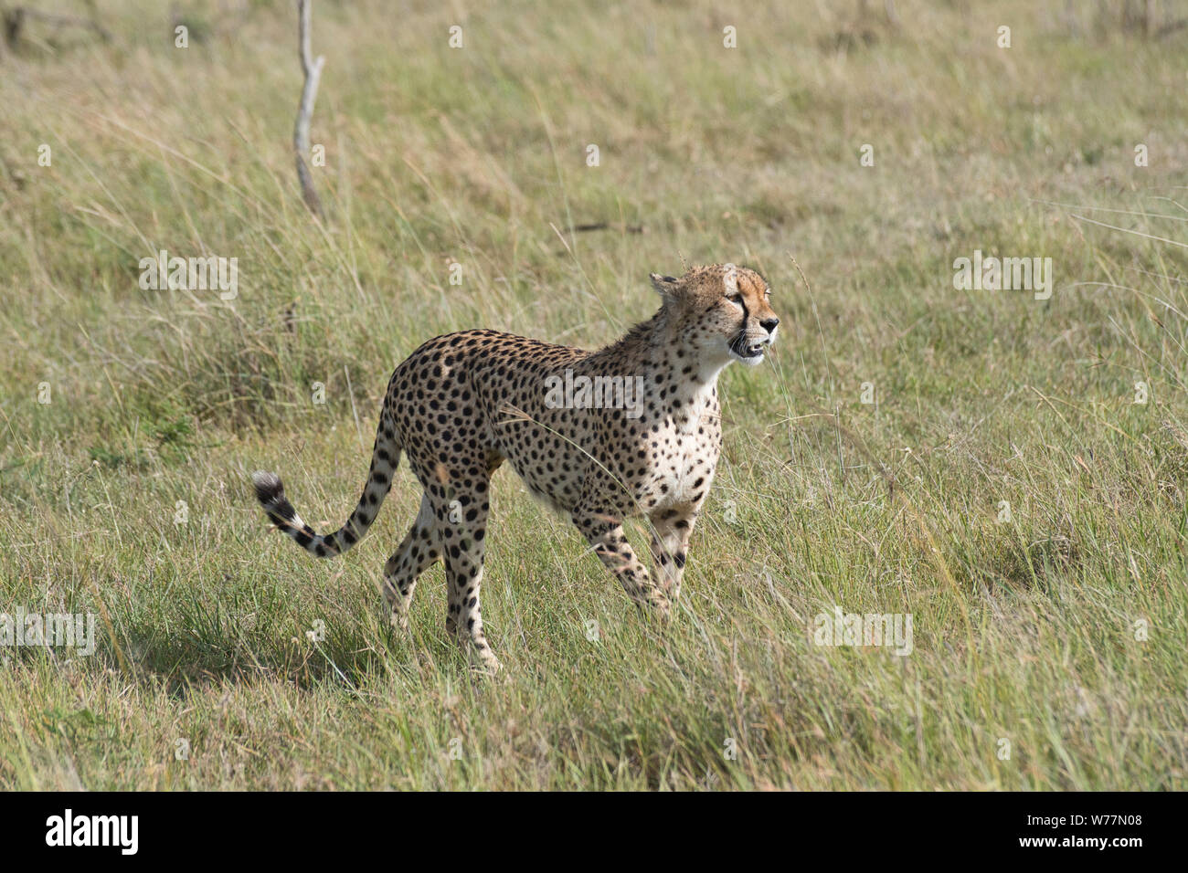Macho guepardo (Acinonyx jubatus) Foto de stock