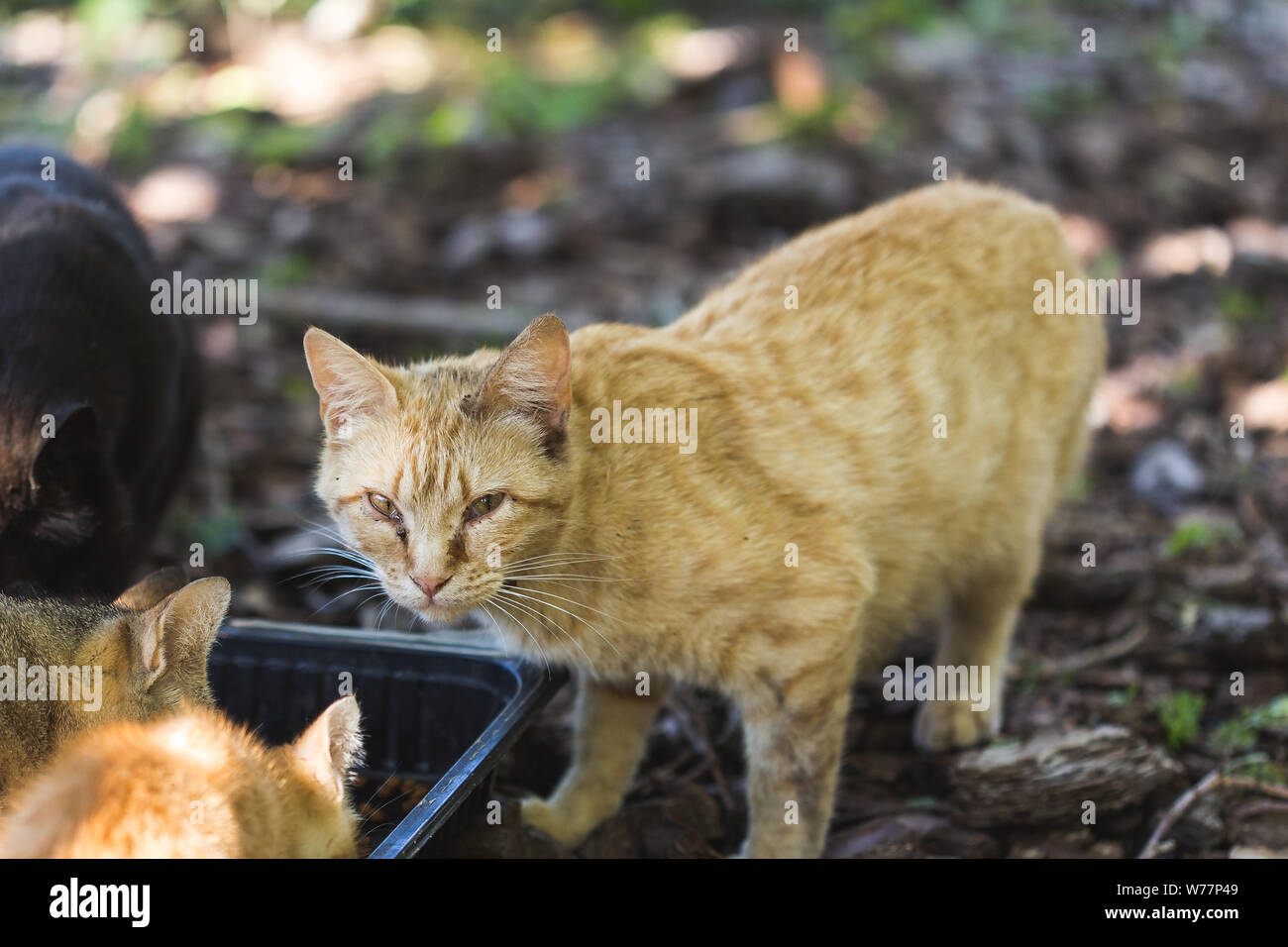 Los gatos domésticos comer basura en un paisaje de bosque Foto de stock