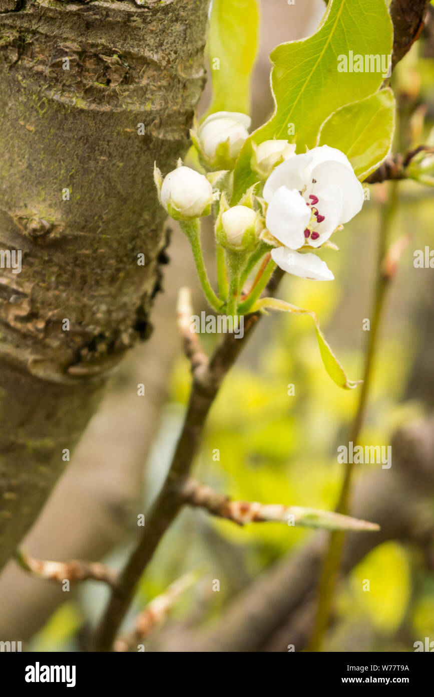 Apple Blossom en un manzano situado en un jardín de nacionales del Reino Unido Foto de stock