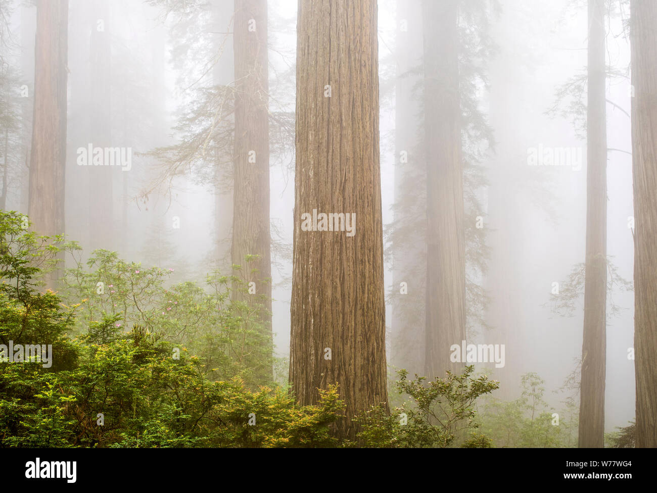 CA03439-00...Secoyas de California - y la niebla a lo largo de la Damnación Creek Trail, en la Costa del Norte State Park, el Parque Nacional Redwood. Foto de stock