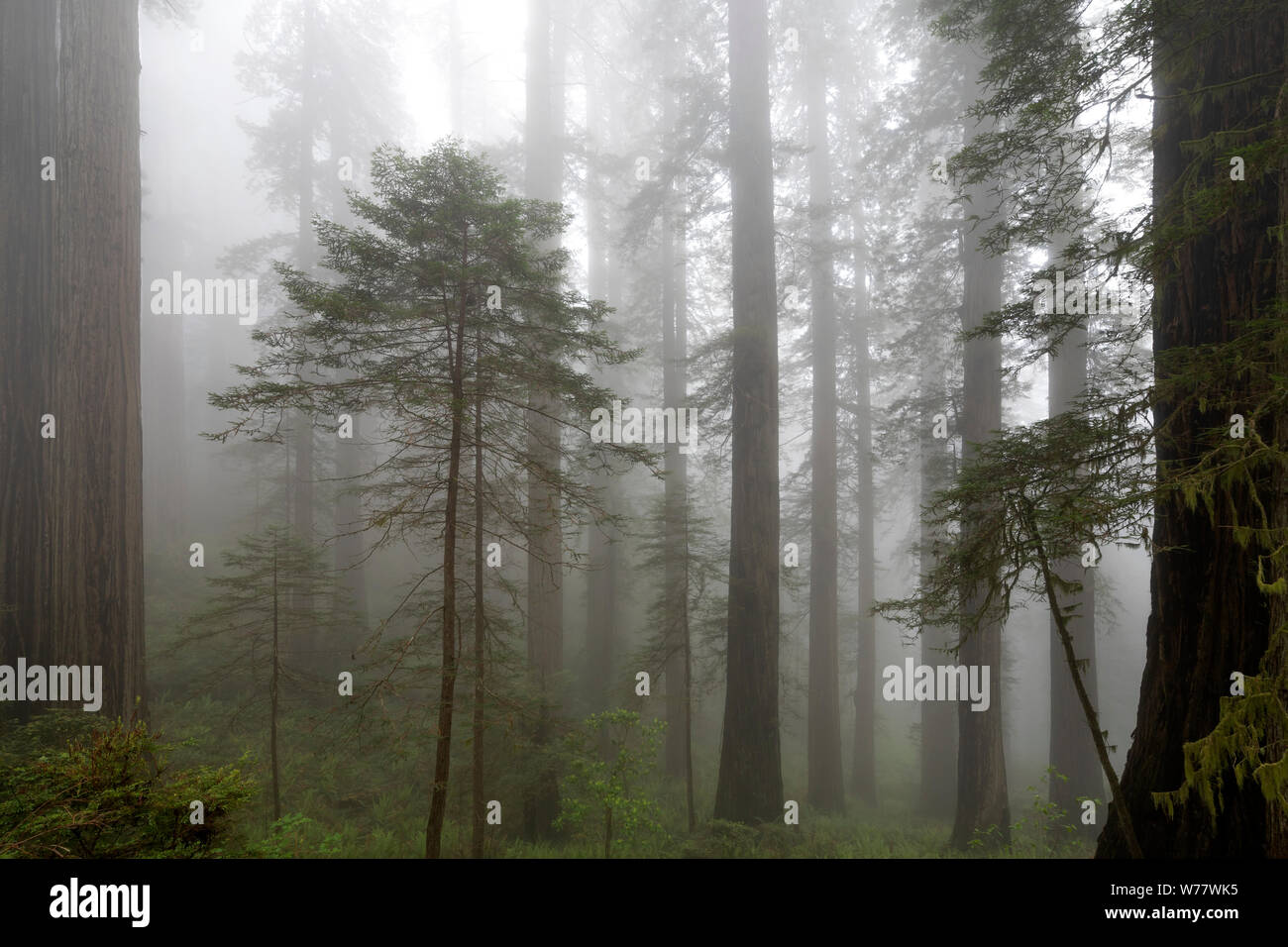 CA03441-00...Secoyas de California - y la niebla a lo largo de la Damnación Creek Trail, en la Costa del Norte State Park, el Parque Nacional Redwood. Foto de stock